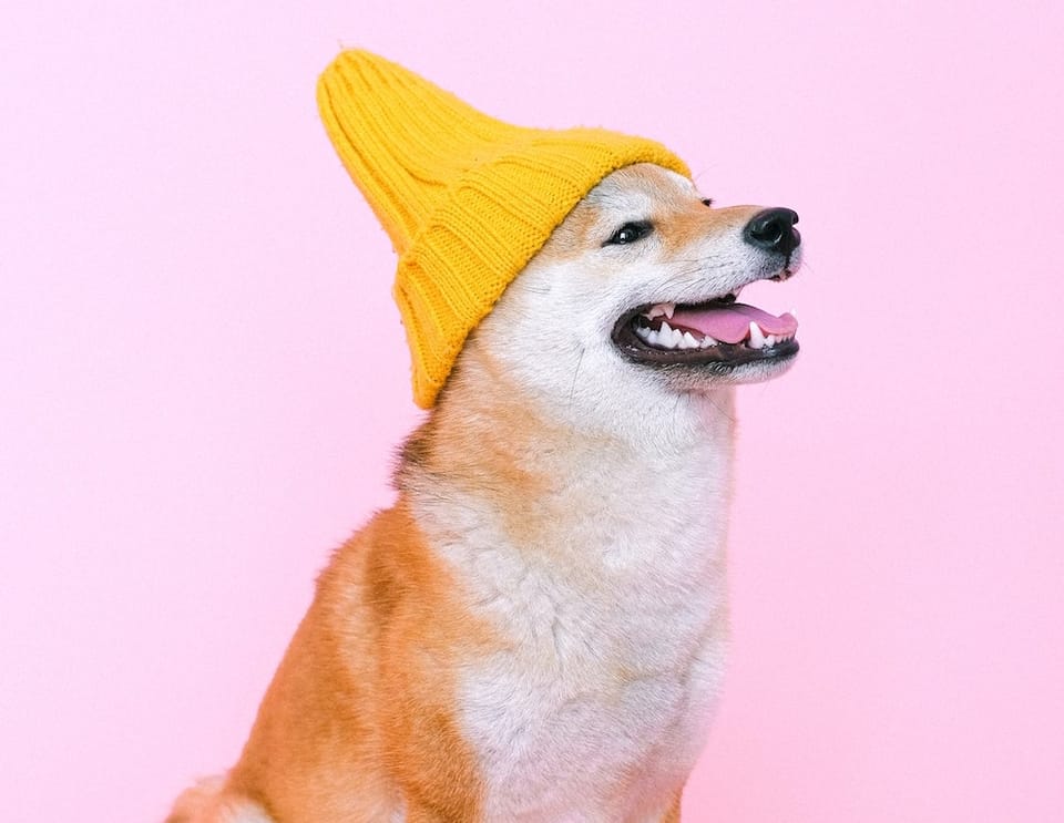 Shiba Inu dog wearing a yellow hat
